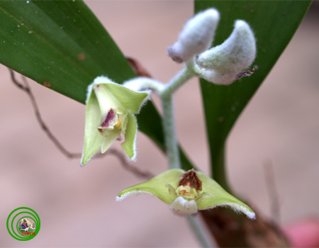 Lan len nhung trắng - Eria pubescens, Eria albidotomentosa