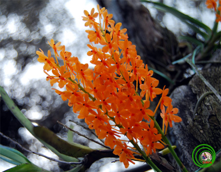Lan hoàng yến vàng - Ascocentrum miniatum