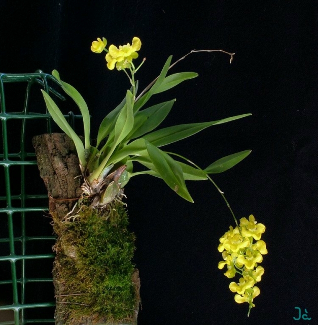 Hoa lan vũ nữ - Oncidium cheirophorum