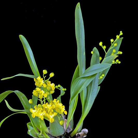 Hoa lan vũ nữ - Oncidium cheirophorum