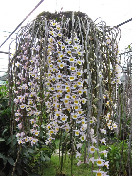 Hoàng thảo long tu - Dendrobium primulinum