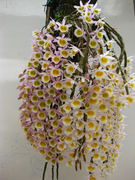 Long tu - Dendrobium primulinum