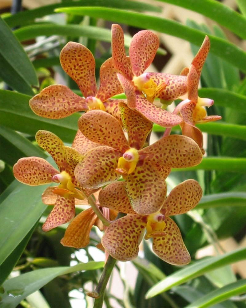 Orchid Mokara Orange