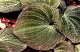 Diệp tâm lan - Lan một lá - Nervilia plicata