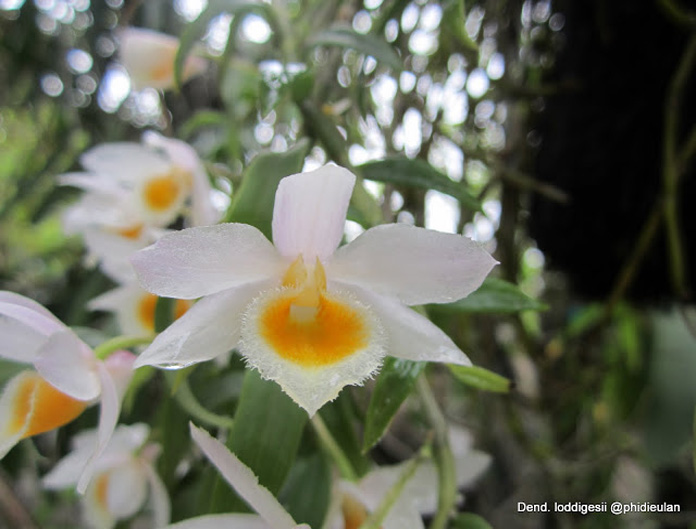 Hoàng thảo nghệ tâm - Dendrobium loddigesii