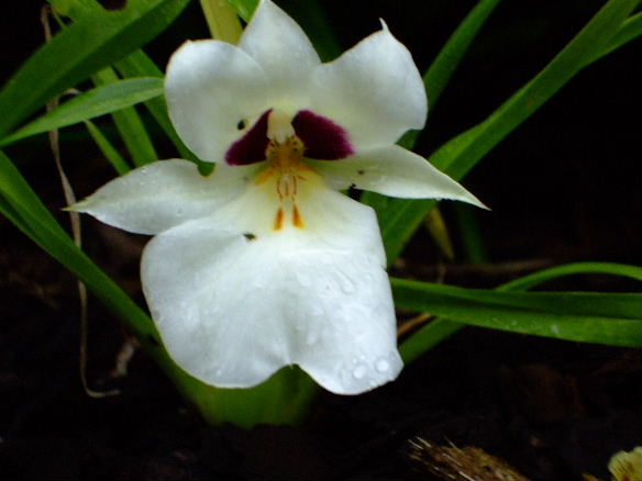 Lan vũ nữ - Oncidium Miltoniopsis roezlii