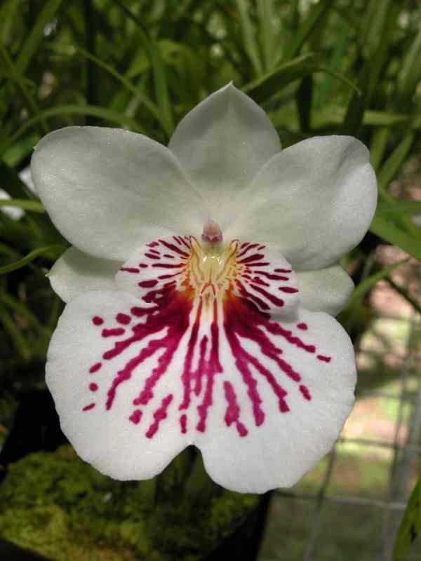 Lan vũ nữ - Oncidium Miltoniopsis Phalaenopsis