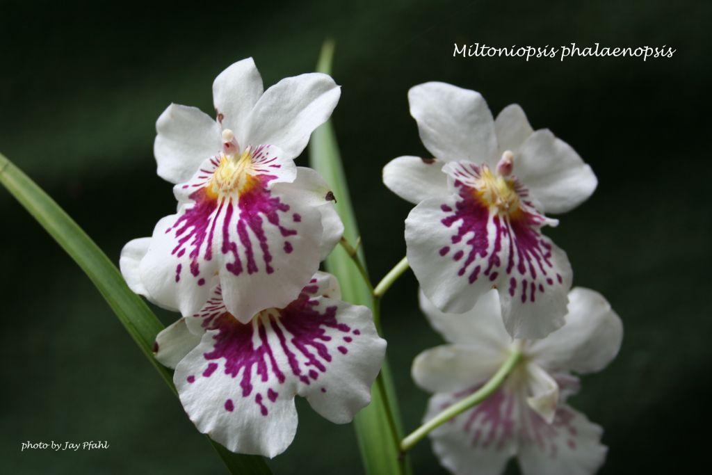 Lan vũ nữ - Oncidium Miltoniopsis Phalaenopsis