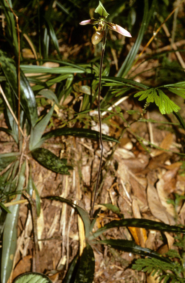 Lan hài đài cuộn - Paphiopedilum appletonianum