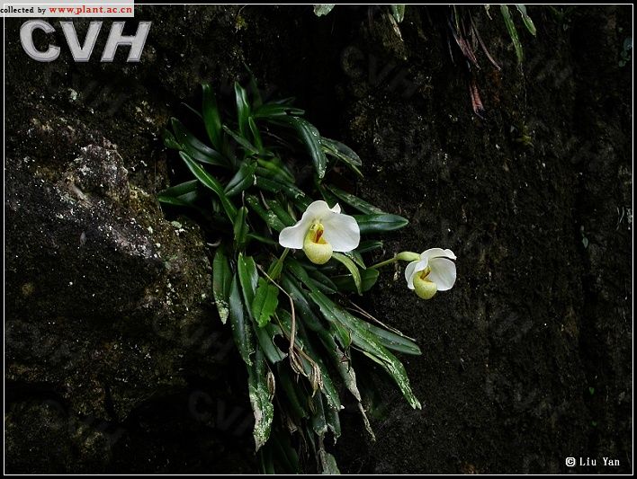 Hài hương duyên - Paphiopedilum emersonii