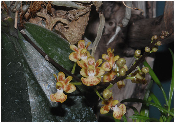 Hồ điệp chiba - Phalaenopsis chibae