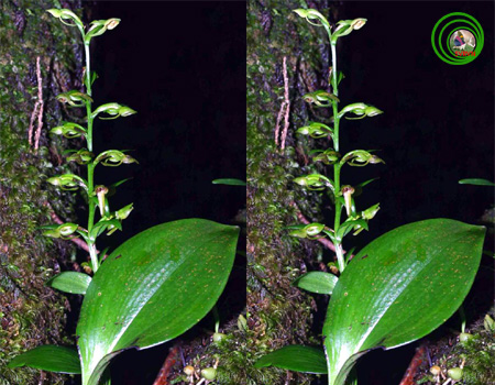 Platanthera epiphytica - Lan đại phấn