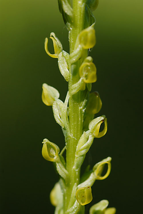 Platanthera yosemitensis - Cây hoa lan có mùi chân thối