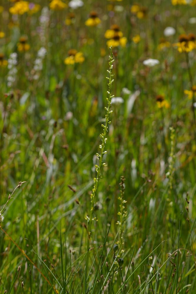 Platanthera yosemitensis - Cây hoa lan có mùi chân thối