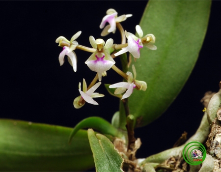 Lan túi hoa nhỏ - Saccolabiopsis pusilla