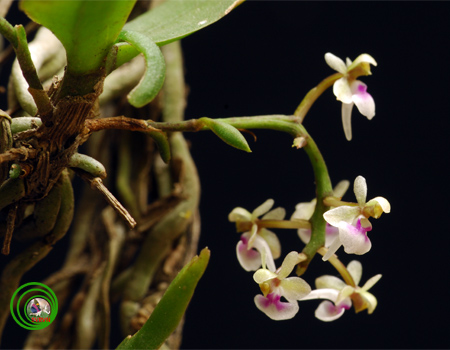 Lan túi hoa nhỏ - Saccolabiopsis pusilla
