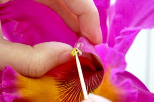 Bao phấn được lấy từ nhị hoa lan Cattleya