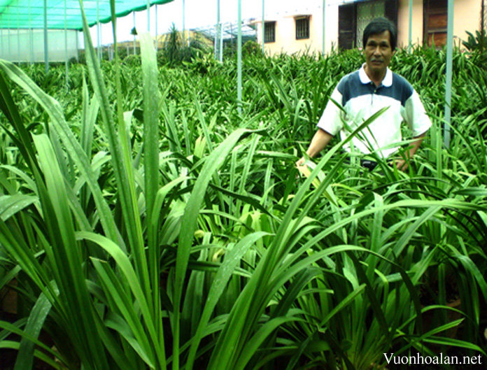 Trang trại Quỳnh Anh trồng lan xanh tốt trên giá thể than trấu