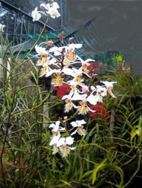 Papilionanthe pedunculata - Aerides pedunculata Kerr 1935 
