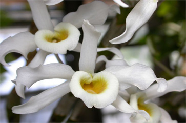 Chăm sóc lan Hoàng phi hạc - Dendrobium hildebrandtii