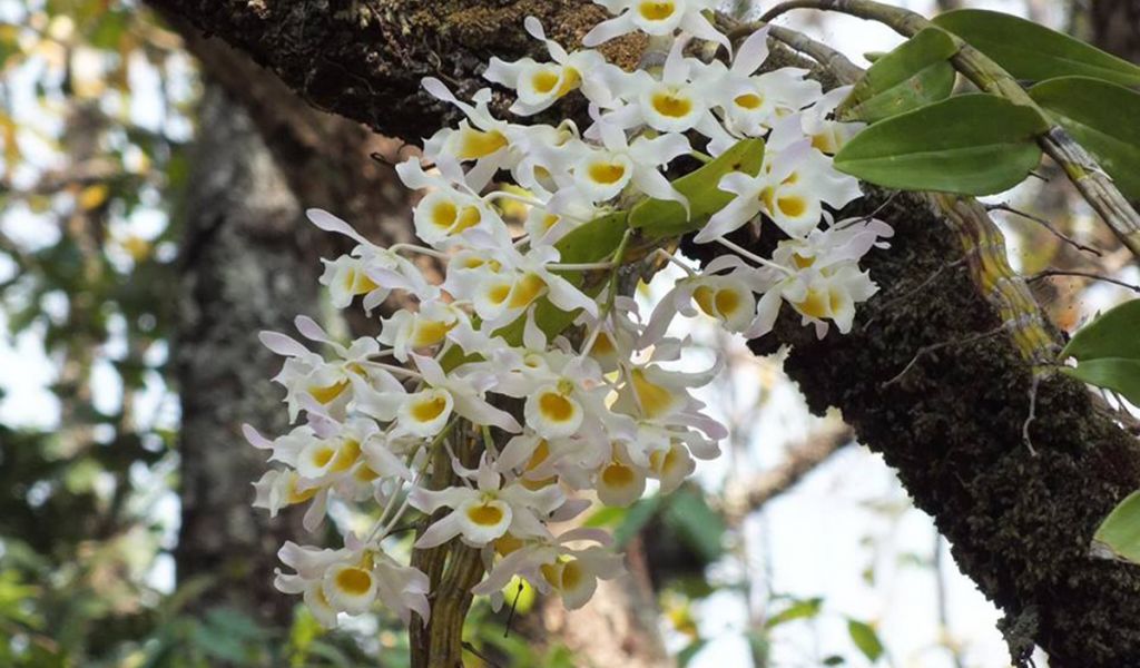 Chăm sóc lan Hoàng phi hạc - Dendrobium hildebrandtii - Den signatum