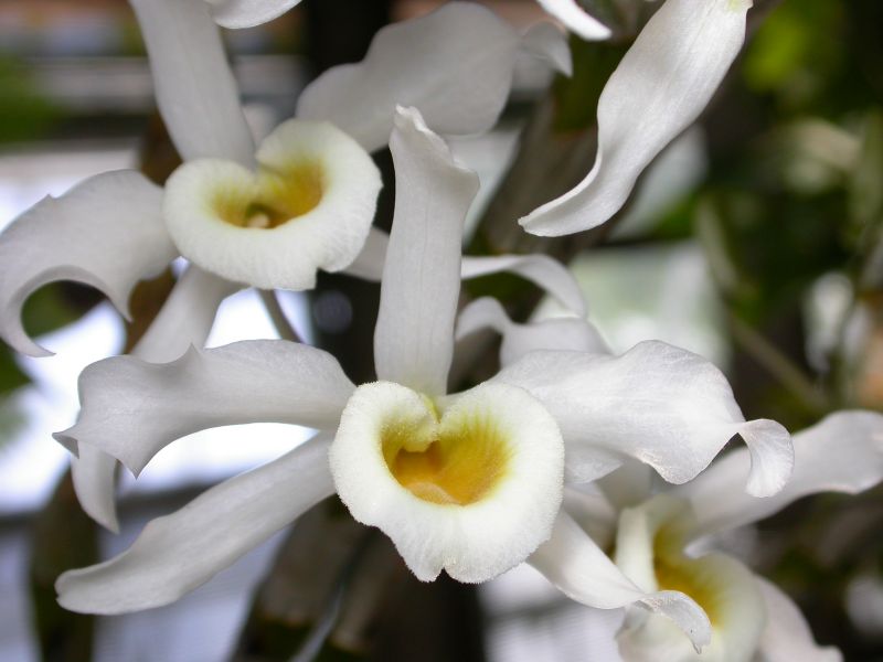 Chăm sóc lan Hoàng phi hạc - Dendrobium hildebrandtii - Den signatum
