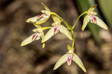 Cầu diệp Tixieri - Bulbophyllum Tixieri