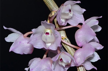 Cách trồng Hoàng thảo hương vani - Dendrobium linguella