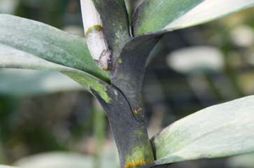 Nấm bồ hóng Capnodium citri