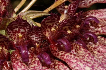 Cầu Diệp Evrard - Bulbophyllum evrardii