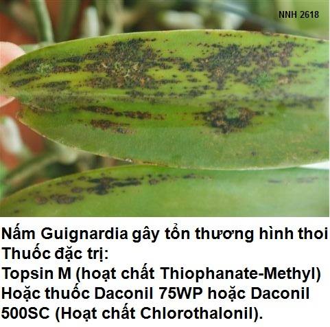 Nấm Guignardia gây bệnh đốm lá trên lan