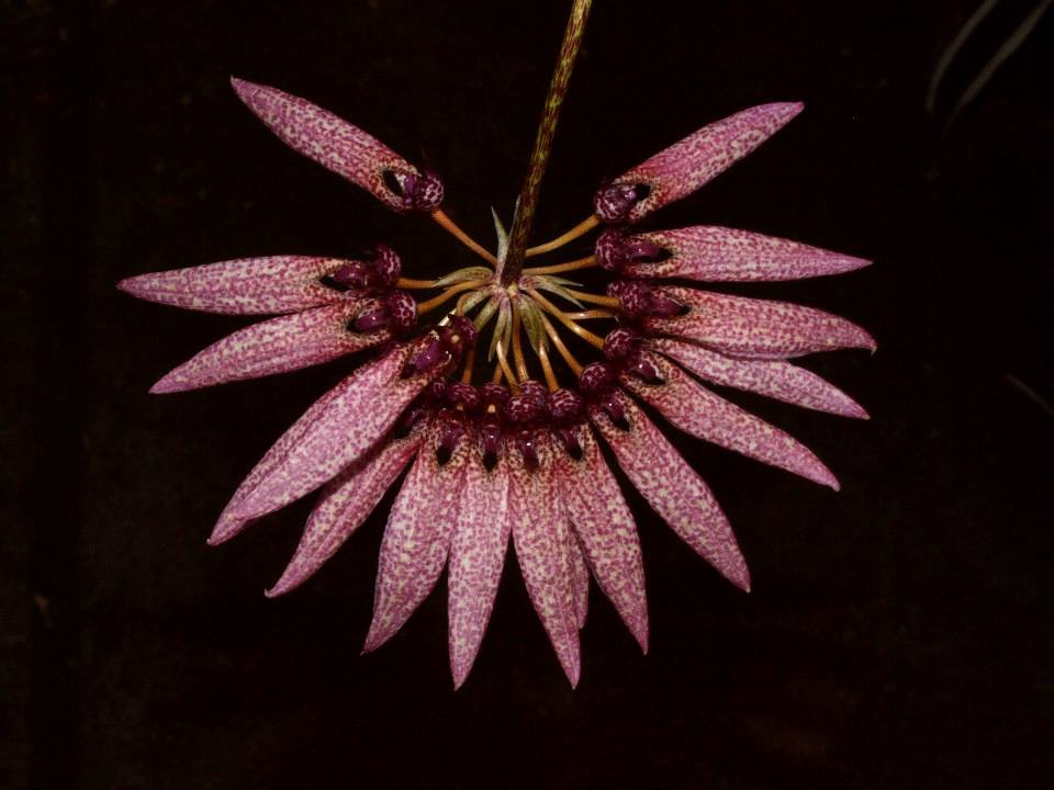 Cầu Diệp Evrard - Bulbophyllum evrardii