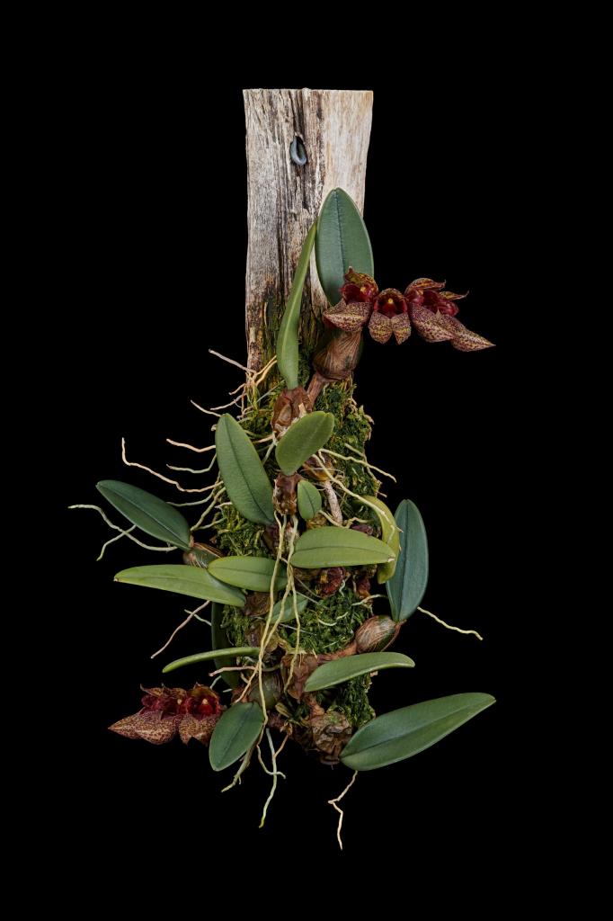 Kinh nghiệm trồng lan lọng giầy Bulbophyllum frostii