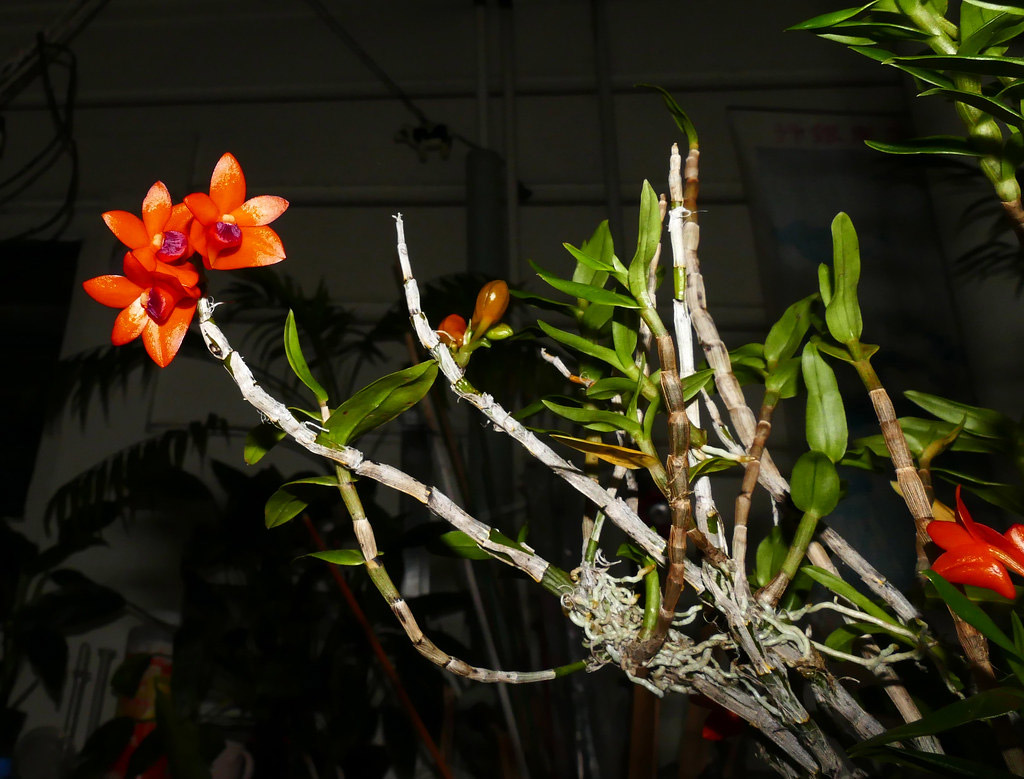 Lan Hoàng thảo Dendrobium mohlianum