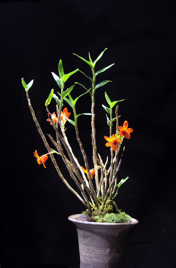 Lan Hoàng thảo Dendrobium mohlianum