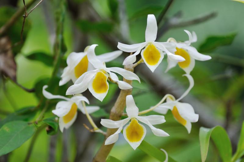 Dendrobium crystallinum var. alba - ngọc thạch đột biến