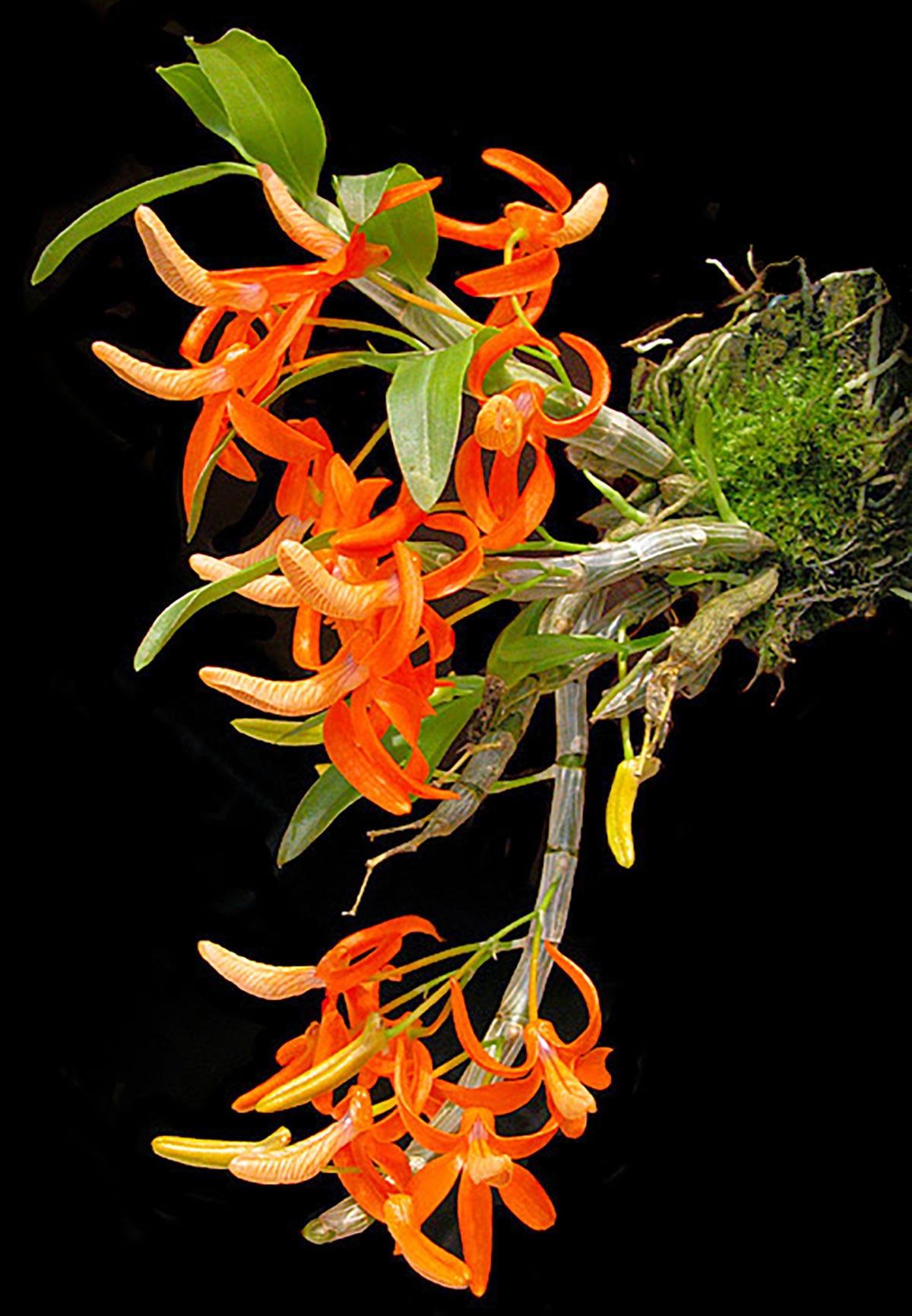 Cách trồng Hoàng thảo đơn cam - Dendrobium unicum