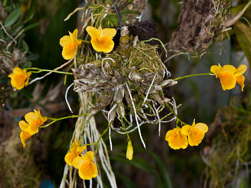 Cách trồng lan Kim điệp Dendrobium Capillipes