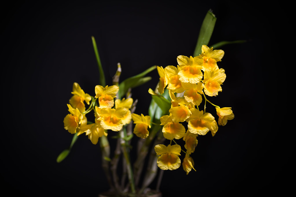 Cách trồng lan Kim điệp Dendrobium Capillipes