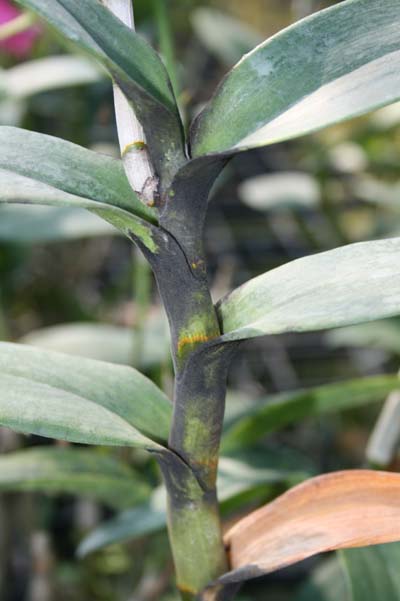 Nấm bồ hóng Capnodium citri