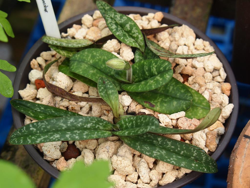 Trồng lan hài đốm - Paphiopedilum concolor